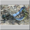 Orthetrum cancellatum - Grosser Blaupfeil 04b Paarung.jpg